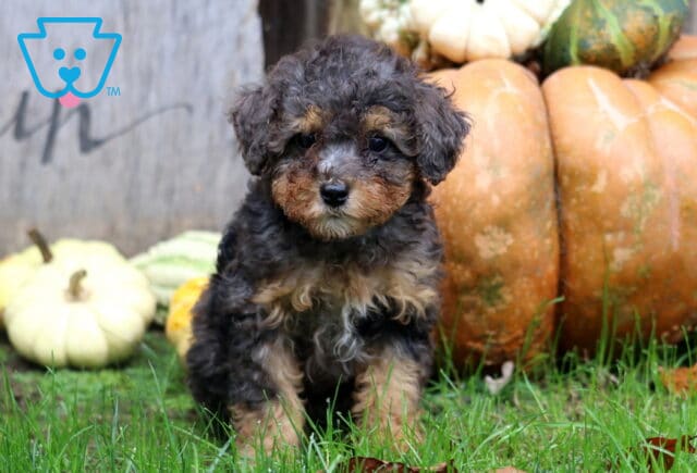 Marble Mini Poodle image
