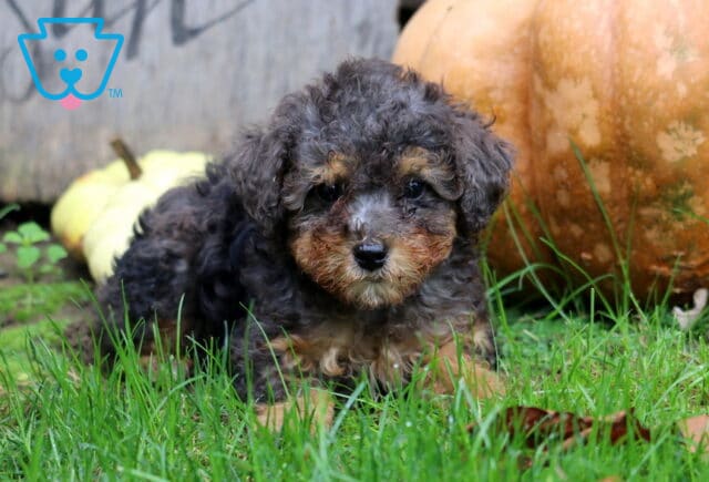 Marble Mini Poodle2 image
