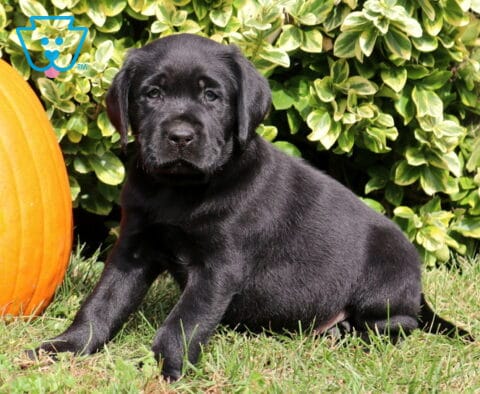 Black Labrador Retriever puppy sitting on green grass with its front paws stretched forward beside a large orange pumpkin and variegated shrubs.