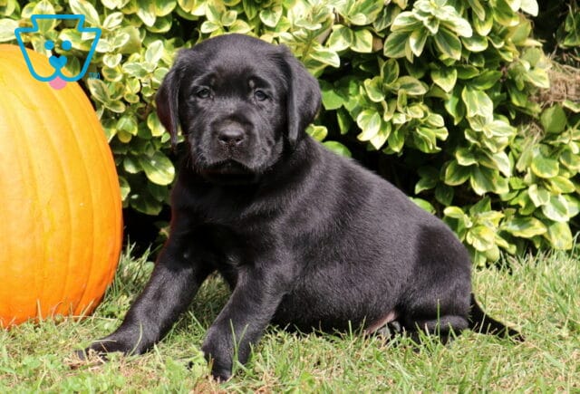 Black Labrador Retriever puppy sitting on green grass with its front paws stretched forward beside a large orange pumpkin and variegated shrubs. image