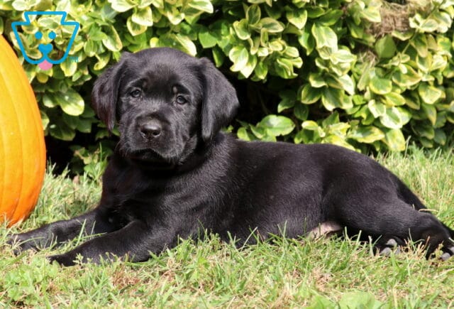 Black Labrador Retriever puppy relaxing on the grass with its body stretched out and head raised beside a bright orange pumpkin and leafy shrubs. image