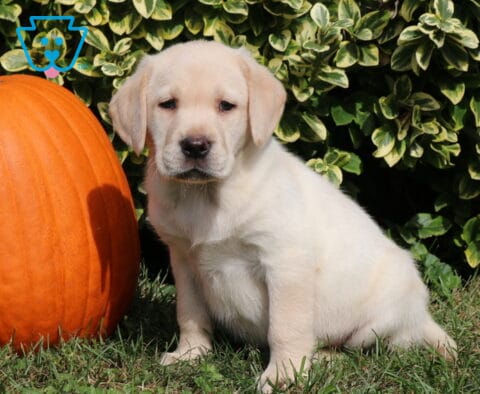 Light yellow Labrador Retriever puppy sitting attentively on the lawn beside a large orange pumpkin, with cream-edged green foliage creating a colorful autumn backdrop.