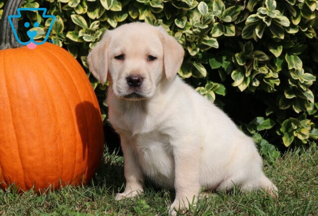 Light yellow Labrador Retriever puppy sitting attentively on the lawn beside a large orange pumpkin, with cream-edged green foliage creating a colorful autumn backdrop. image