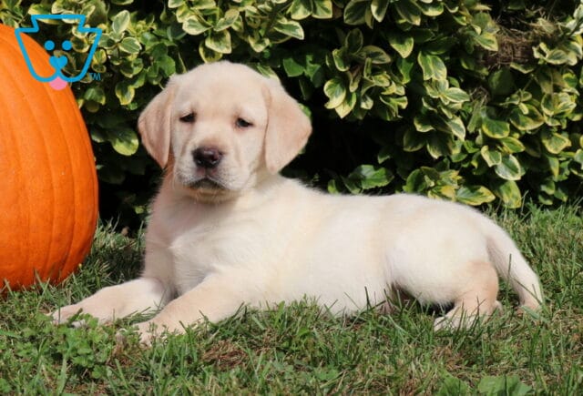 Cream-colored Yellow Labrador Retriever puppy relaxing on green grass with its front legs stretched forward beside an orange pumpkin and leafy garden shrubs. image