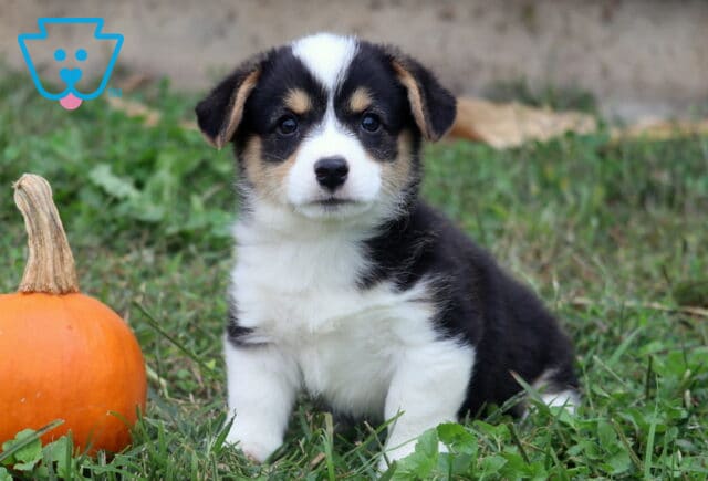 Mason Corgi image