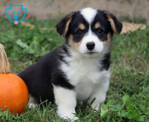 Mason Corgi2