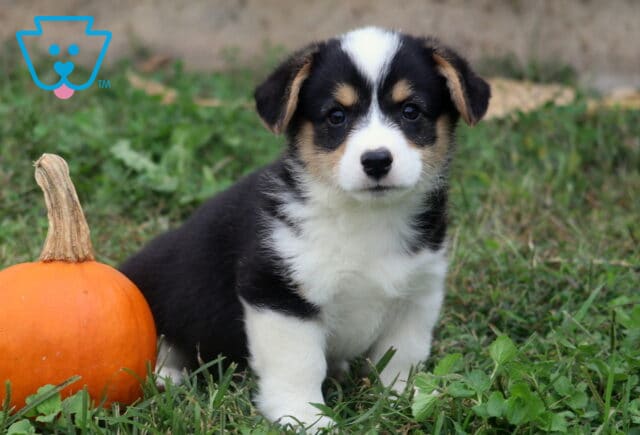 Mason Corgi2 image