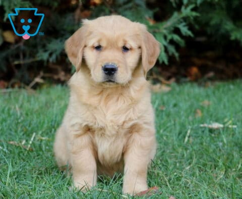 Mason Golden