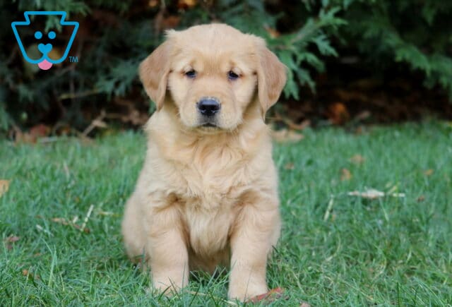 Mason Golden image