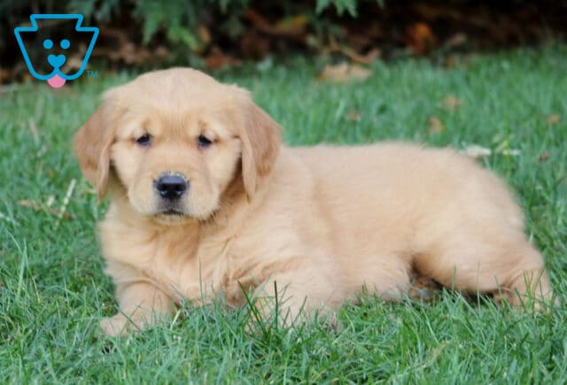 Mason Golden2 image