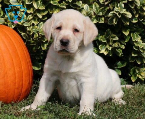 Cream-colored Yellow Labrador Retriever puppy sitting on green grass beside a large orange pumpkin with leafy shrubs in the background.