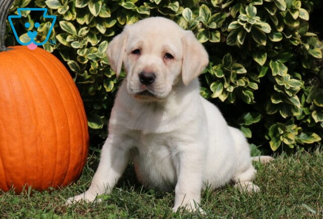 Cream-colored Yellow Labrador Retriever puppy sitting on green grass beside a large orange pumpkin with leafy shrubs in the background. image