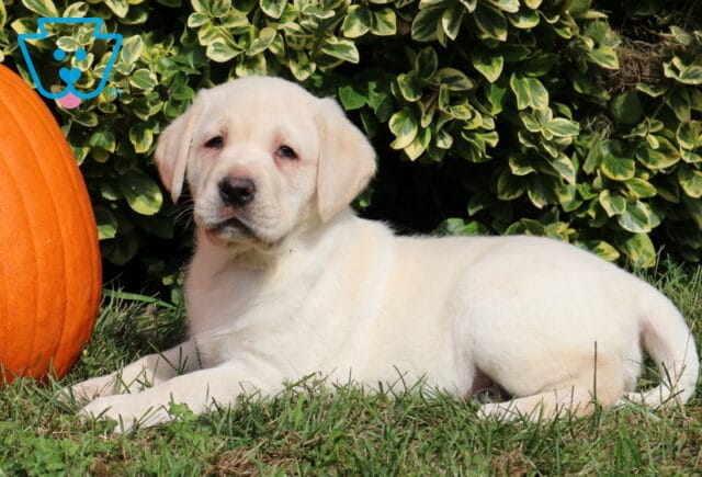 Cream-colored Yellow Labrador Retriever puppy stretched out on the grass with its head raised beside a bright orange pumpkin and variegated green shrubs. image