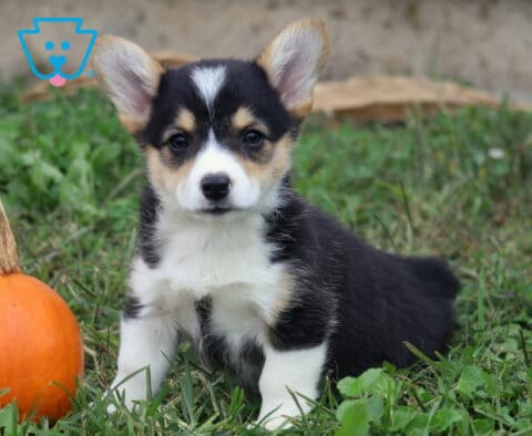 Matilda Corgi