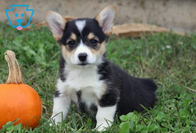 Matilda Corgi image