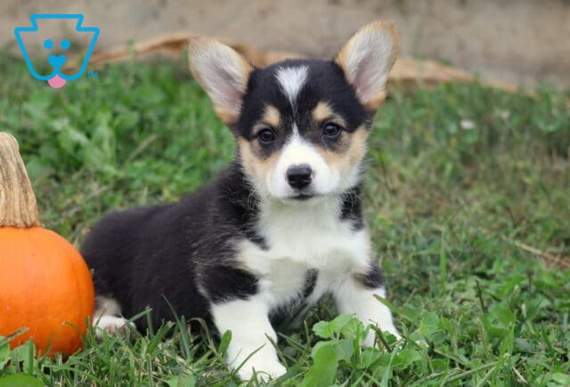 Matilda Corgi2 image