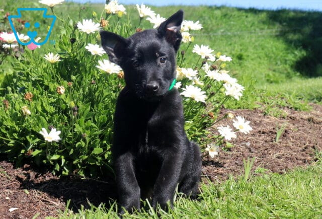 Max Belgian image