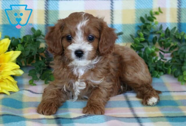 Red and white Cavapoo puppy with a wavy coat lying on a pastel plaid blanket beside a sunflower and leafy greenery. image