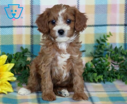 Red and white Cavapoo puppy with a fluffy wavy coat sitting on a pastel plaid blanket beside a sunflower and leafy greenery.