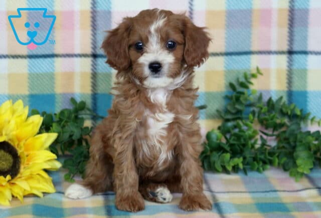 Red and white Cavapoo puppy with a fluffy wavy coat sitting on a pastel plaid blanket beside a sunflower and leafy greenery. image