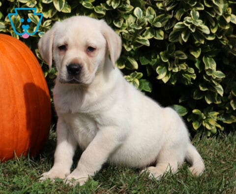 Light yellow Labrador Retriever puppy sitting with its front paws extended on the grass beside a large orange pumpkin and lush variegated greenery.