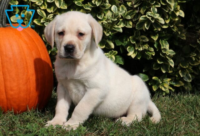 Light yellow Labrador Retriever puppy sitting with its front paws extended on the grass beside a large orange pumpkin and lush variegated greenery. image