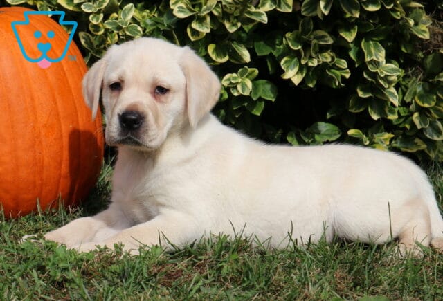 Cream-colored Yellow Labrador Retriever puppy lying lengthwise on the lawn with its head turned toward the camera beside a bright orange pumpkin and leafy shrubs. image