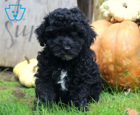 Maxwell Mini Poodle