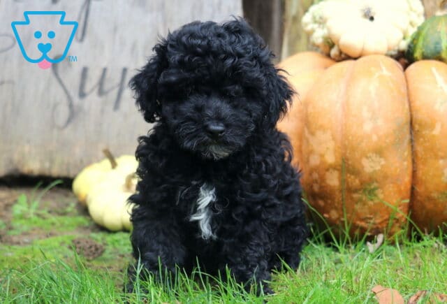 Maxwell Mini Poodle image