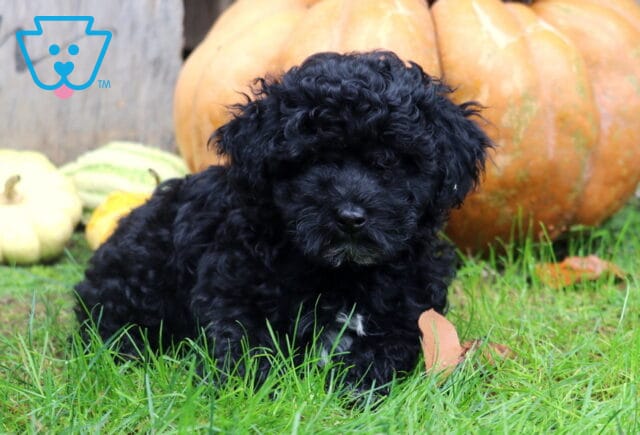 Maxwell Mini Poodle2 image