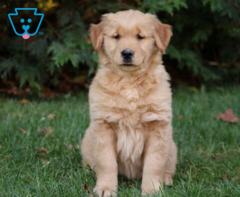 Maxy Golden
