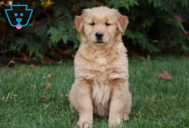 Maxy Golden image