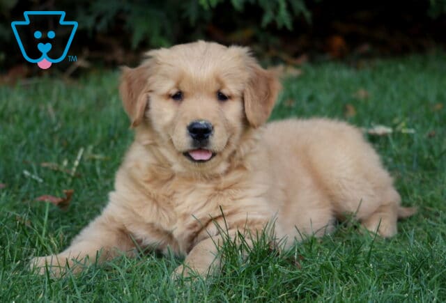 Maxy Golden2 image