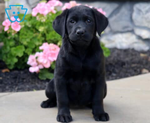 Black Labrador Retriever puppy sitting attentively on a stone patio, looking toward the camera with pink flowers and a decorative stone wall behind it.
