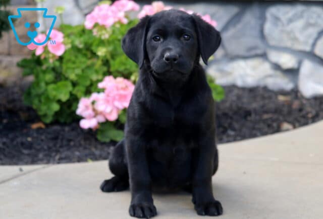 Black Labrador Retriever puppy sitting attentively on a stone patio, looking toward the camera with pink flowers and a decorative stone wall behind it. image