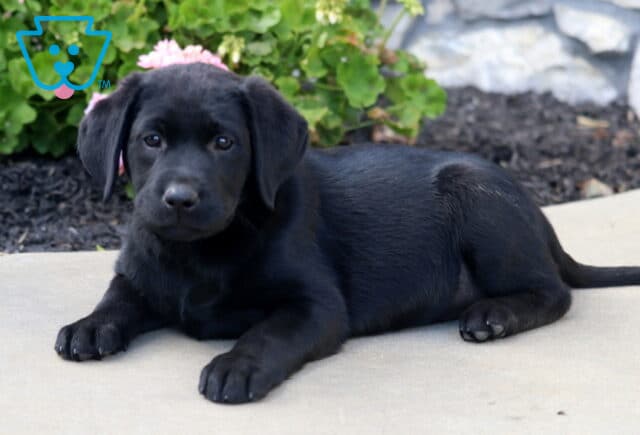 Black Labrador Retriever puppy stretched out on a light-colored patio with front paws extended, gazing at the camera beside a garden of pink flowers. image