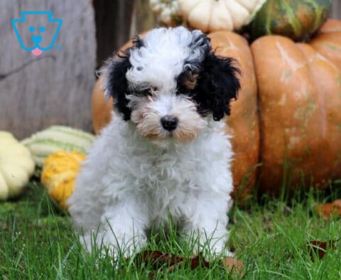 Maxy Mini Poodle