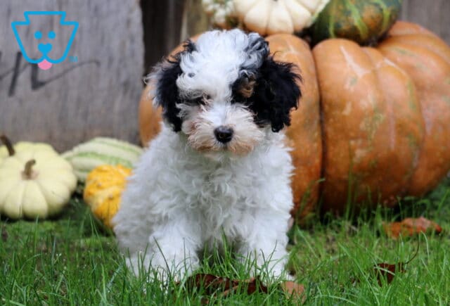 Maxy Mini Poodle image