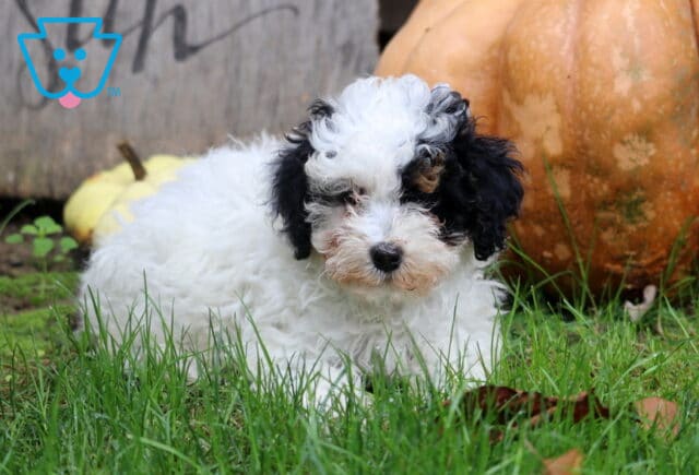 Maxy Mini Poodle2 image