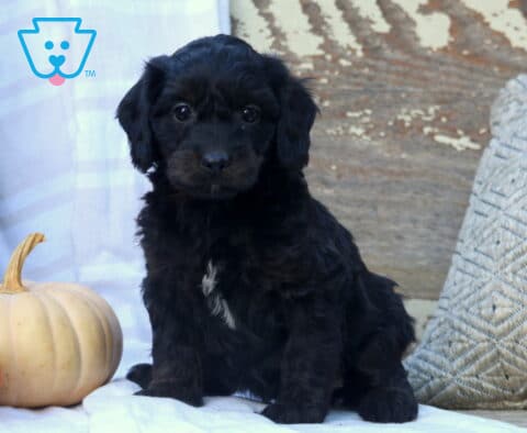 Mclaren Mini Bernedoodle