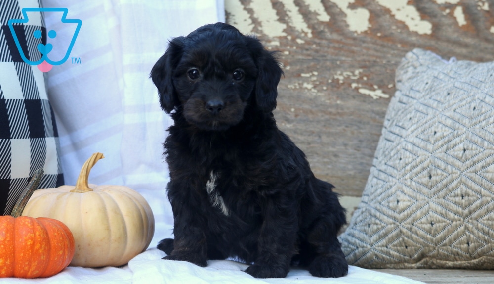 Mclaren (Doodle / designer cross, Male) in Ronks, PA