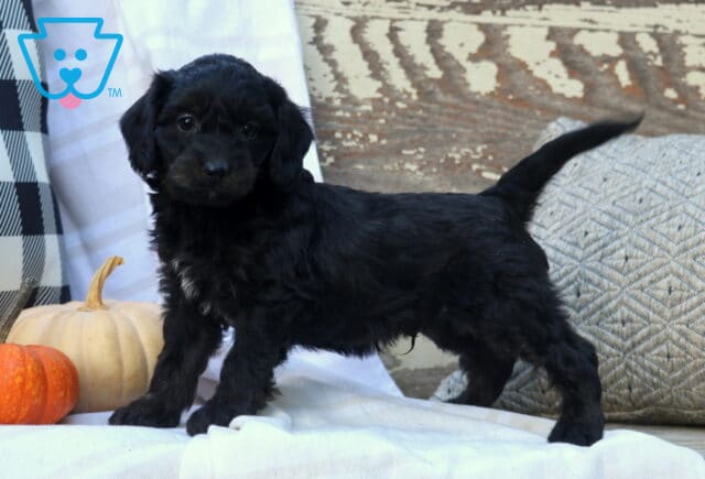 Mclaren Mini Bernedoodle2 image