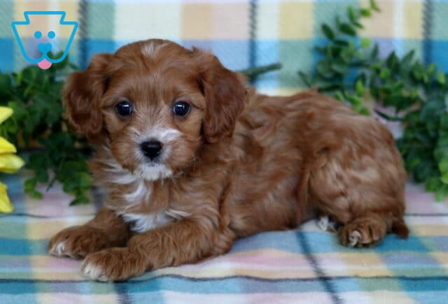 Red Cavapoo puppy with a soft wavy coat and white chest markings resting on a pastel plaid blanket beside leafy greenery. image