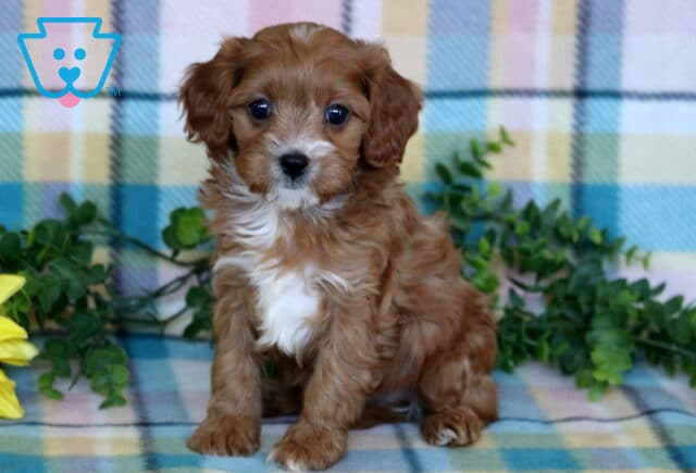 Red Cavapoo puppy with a white chest and muzzle sitting on a pastel plaid blanket framed by leafy greenery. image