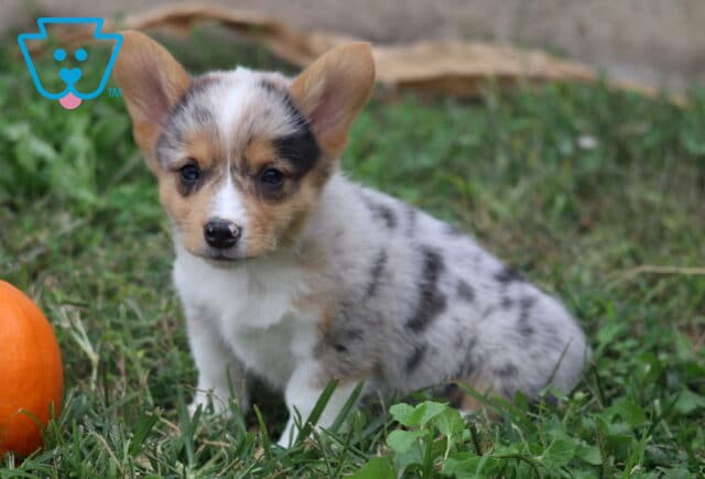 Melody Corgi image