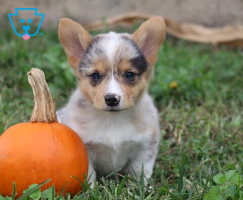 Melody, a blue merle Welsh Corgi puppy located in Quarryville, PA, looks directly at the camera while sitting close to a bright orange pumpkin, highlighting her sweet expression, white muzzle, and oversized pointed ears.
