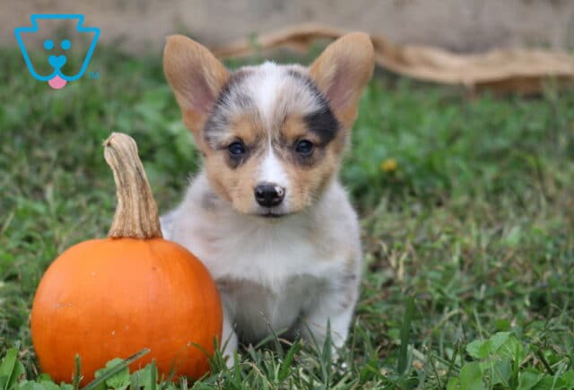 Melody Corgi2 image