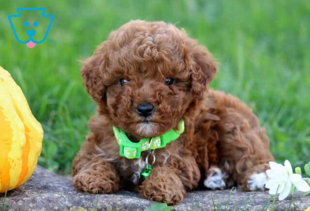 Melody Toy Poodle image
