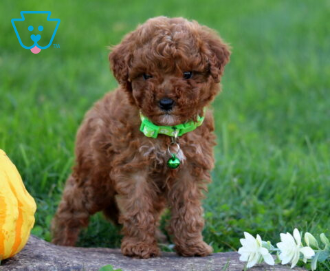 Melody Toy Poodle2