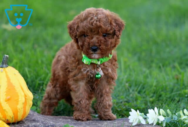 Melody Toy Poodle2 image